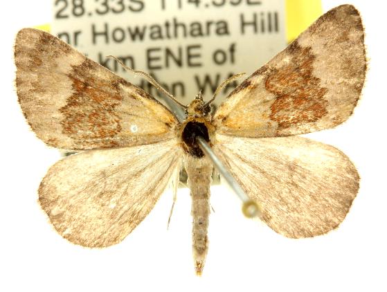 Dichromodes mesoporphyra