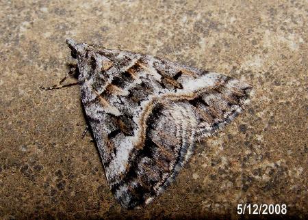 Dichromodes mesozona