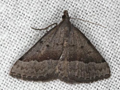 Dichromodes ornata