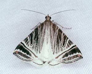 Phrataria replicataria