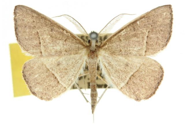 Epidesmia reservata