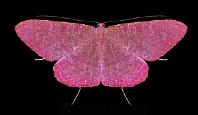 Eumelea stipata