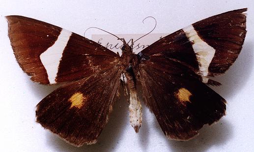 Epidesmia tricolor