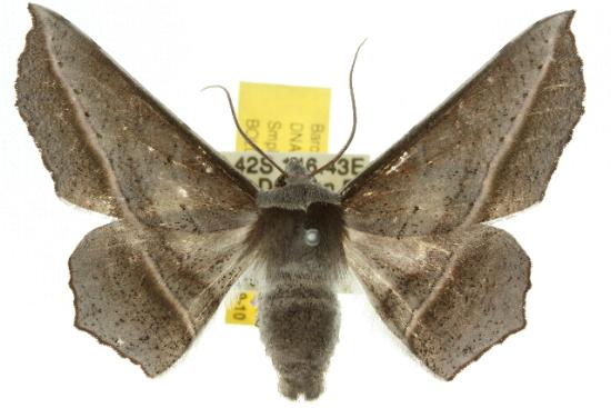 Oenochroma vetustaria