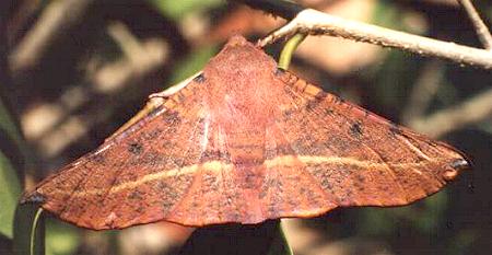 Oenochroma vinaria
