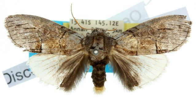 Discophlebia blosyrodes
