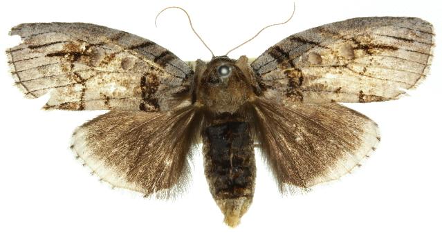 Discophlebia blosyrodes