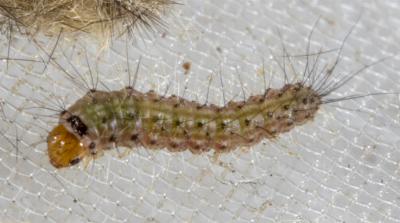 Oenosandra boisduvalii