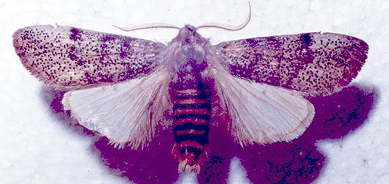 Oenosandra boisduvalii