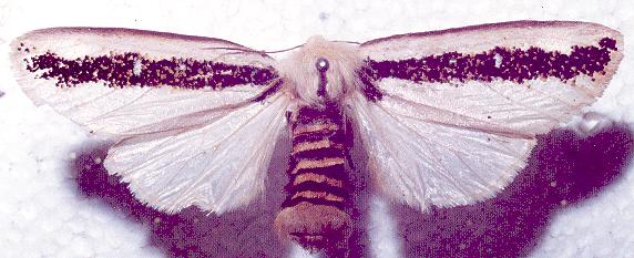 Oenosandra boisduvalii