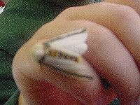 Oenosandra boisduvalii