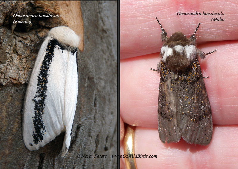 Oenosandra boisduvalii