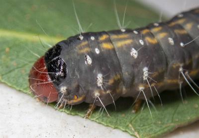 Oenosandra boisduvalii