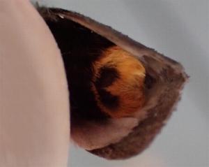 Oenosandra boisduvalii