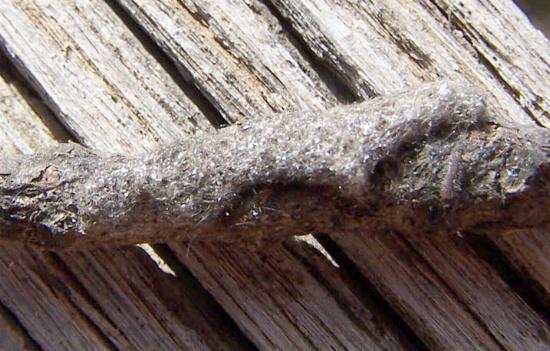 Oenosandra boisduvalii