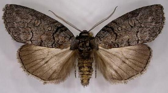 Discophlebia celaena