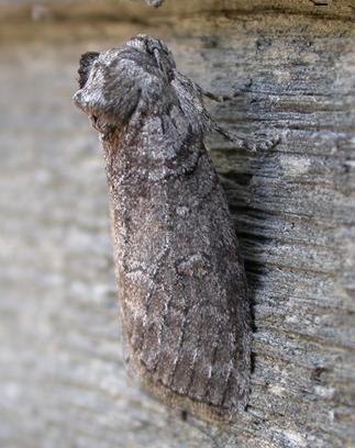 Discophlebia celaena