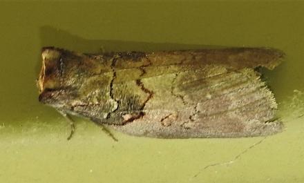 Discophlebia lipauges