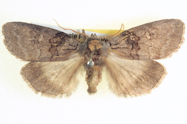 Discophlebia lipauges