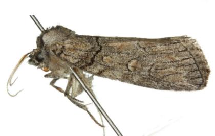 Nycteropa subovalis