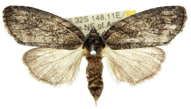 Nycteropa subovalis