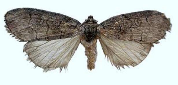 Nycteropa subovalis