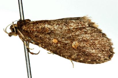 Diceratucha xenopis