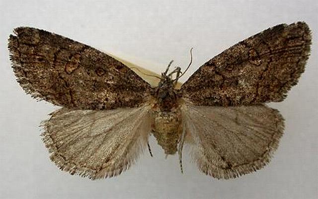 Diceratucha xenopis
