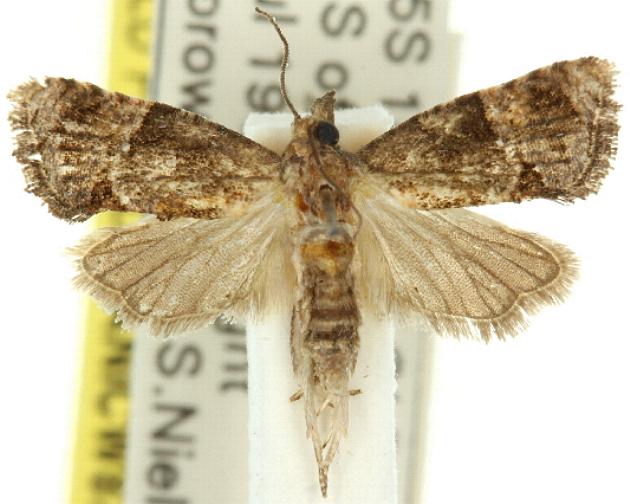 Thaumatotibia aclyta