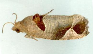 Sorolopha archimedias