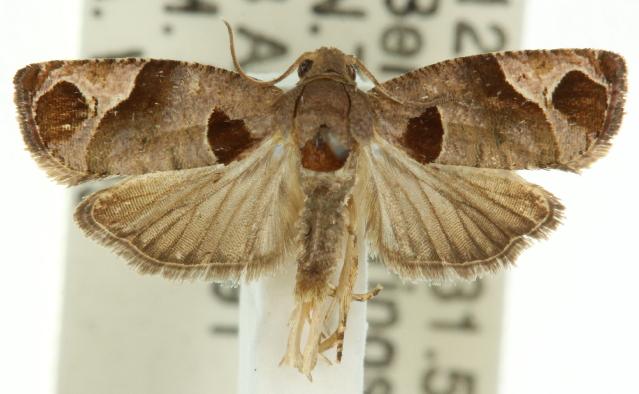 Sorolopha archimedias