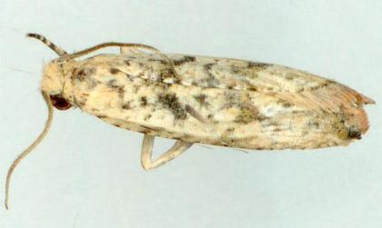 Bactra blepharopis