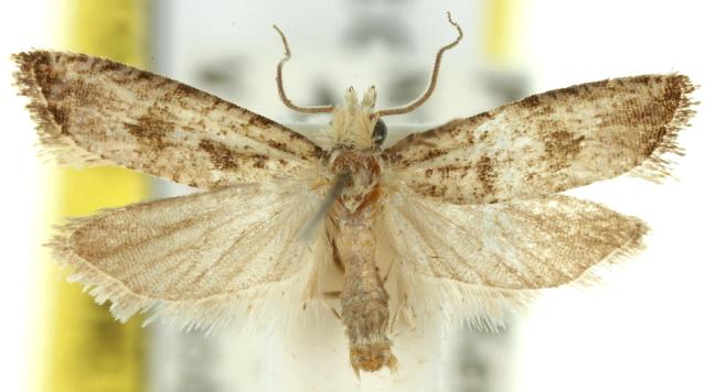 Bactra blepharopis