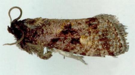 Cryptaspasma brachyptycha