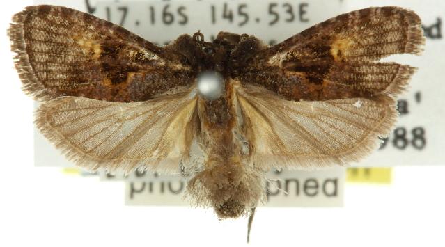 Cryptaspasma brachyptycha