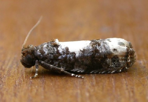 Euobraztsovia chionodelta