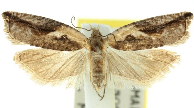 Ancylis coronopa