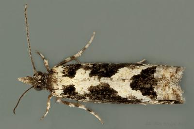 Holocola deloschema