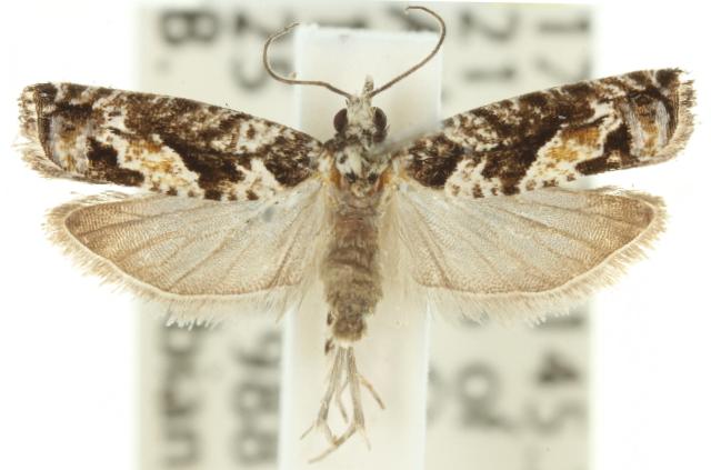 Holocola deloschema