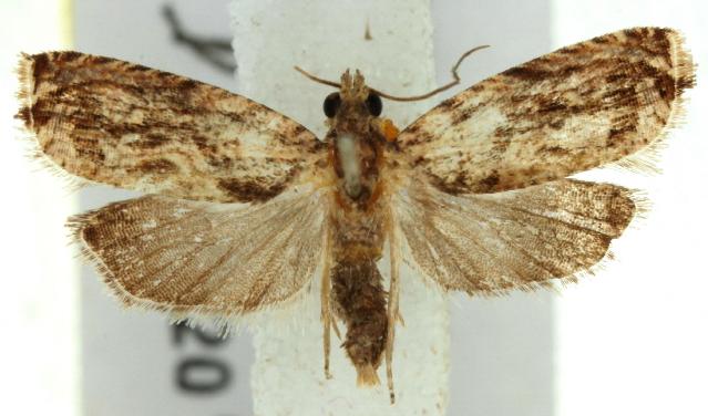 Archilobesia drymoptila