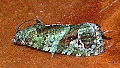 Sorolopha elaeodes