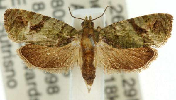Sorolopha elaeodes