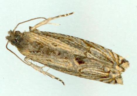 Tetramoera gracilistria