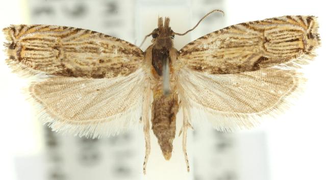 Tetramoera gracilistria