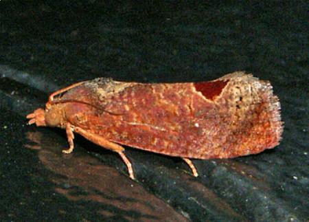 Oxysemaphora hacobiani