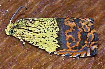 Anthozela hilaris
