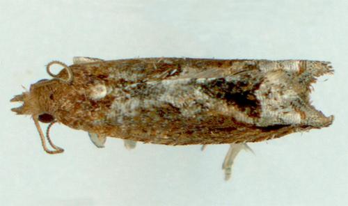 Crocidosema lantana