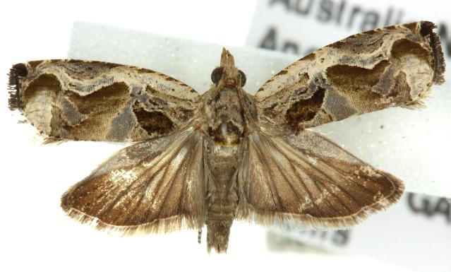 Temnolopha mosaica