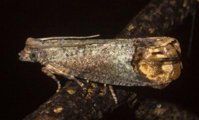 Cnecidophora ochroptila