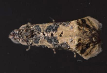 Oriodryas olbophora